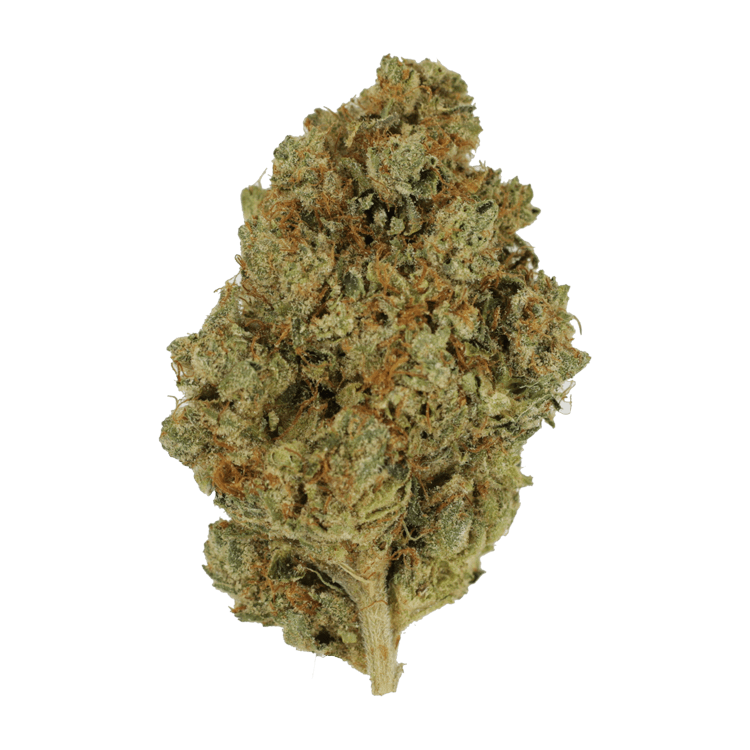 Nepalese | BC Weed Edible Canada Nepalese | BC Weed Edible Canada